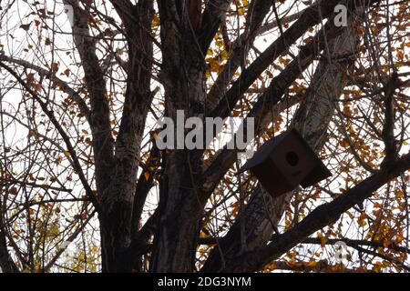 Vogel untergebracht an einem Baum gehängt Stockfoto