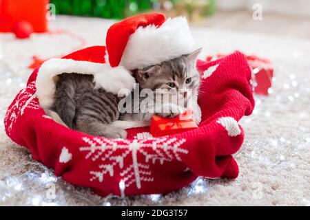 Kätzchen trägt einen Weihnachtsmann Hut. Weihnachtskatze mit einem roten Geschenk in der Nähe der Girlande Stockfoto