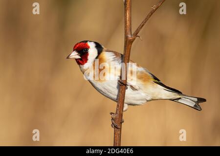 Europäischer Goldfink, der in der Winternatur auf dem Ast sitzt Stockfoto