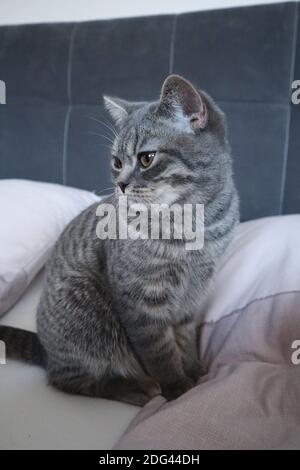 Junge grau gestreifte Katze mit braunen Augen und schönen Pelz sitzen bequem auf dem Bett im Schlafzimmer mit weißen Kissen. Stockfoto