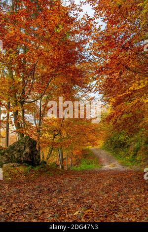 Helle Farben des Waldes im Herbst Stockfoto