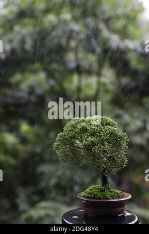 Bonsai-Baum in einem Tontopf Stockfoto