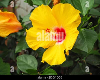 Schöne gelbe Hibiskusblüte mit einem roten Zentrum Stockfoto