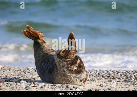 Graue Robbe (Halichoerus grypus) auf Helgoland Stockfoto