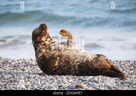 Graues Siegel auf Helgoland Stockfoto