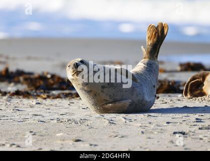 Graues Siegel auf Helgoland Stockfoto