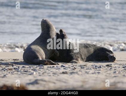 Graues Siegel auf Helgoland Stockfoto