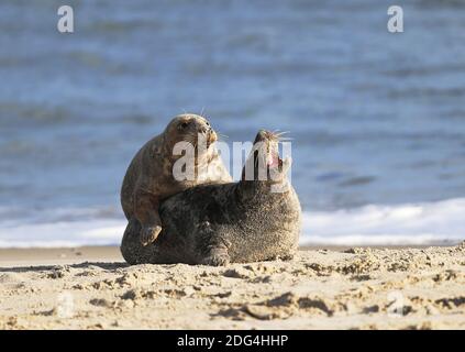 Graues Siegel auf Helgoland Stockfoto