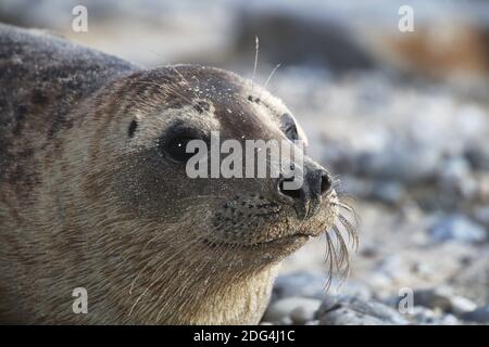 Graues Siegel auf Helgoland Stockfoto