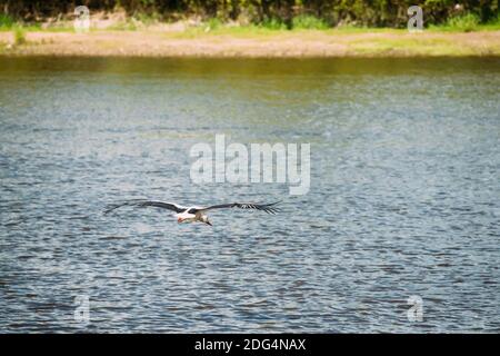 Erwachsener Europäischer Weißstorch Fliegt Über Der Oberfläche Des Flusses Mit Seine Flügel Breiteten Sich Aus Stockfoto