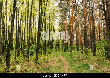 Forest Lane Road Durch Spring Green Mixed Laub- Und Nadelwald. Europäische Natur Stockfoto