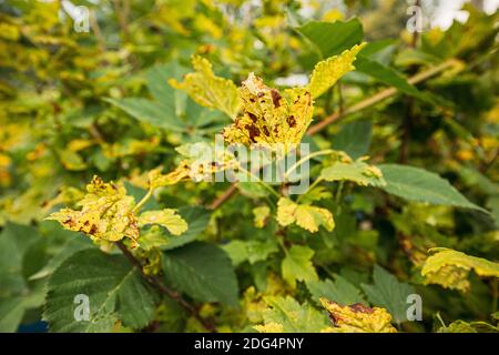 Spuren Der Niederlage Durch Blattgallmücken Auf Roter Johannisbeere Blätter Im Sommer Sonnentag Stockfoto