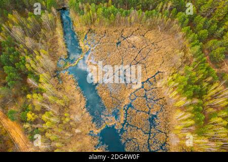 Frühjahrssaison. Luftaufnahme. Junge Birken Wachsen Unter Kleinen Moor Moor Swamp River. Laubbäume Mit Jungen Laubblättern In Landscape In Early Stockfoto