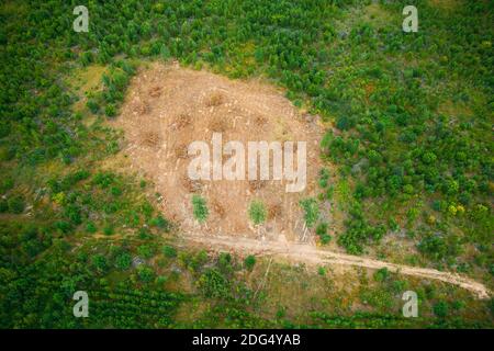 Erhöhte Luftaufnahme Green Forest Entwaldung Gebiet Landschaft. Draufsicht Auf Fallen Woods Trunks Und Growing Forest. Europäische Natur Aus Hoher Haltung Stockfoto