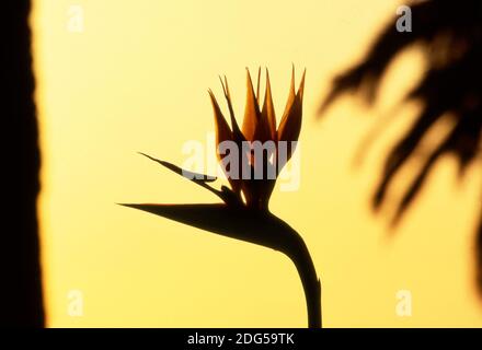 Bird of Paradise Pflanze in tropischer Umgebung Stockfoto