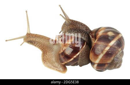 Schnecken-Paarung Stockfoto