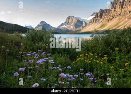 Wildblumen blühen am Bow Lake im Sommer Stockfoto