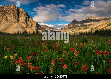 Wildblumen blühen am Bow Lake im Sommer Stockfoto