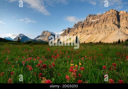 Wildblumen blühen am Bow Lake im Sommer Stockfoto