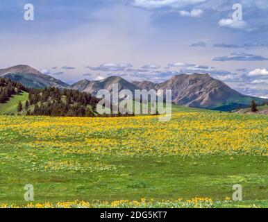 Balsamroot Wildblumen auf einer Wiese unterhalb der felsigen Bergfront in der Nähe von augusta, montana Stockfoto