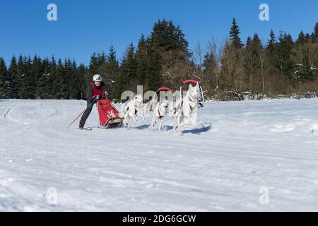 Deutsche Meisterschaft Schlittenhunderennen Frauenwald 2015 Stockfoto