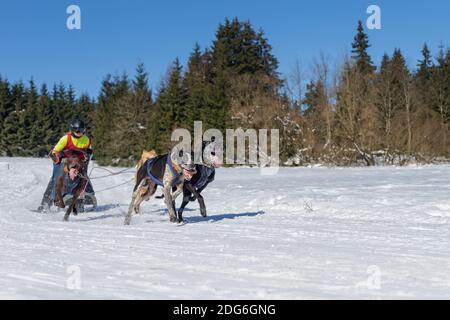 Deutsche Meisterschaft Schlittenhunderennen Frauenwald 2015 Stockfoto