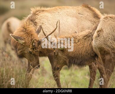 Zwei Elche, Jugendliche Männchen, Farbbild, Kalifornien, USA Stockfoto