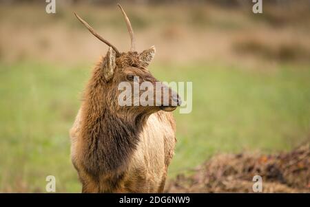 Elk, Juvenile Männlichen, Farbe Bild, Kalifornien, USA Stockfoto