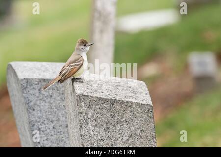 Aschekehlchen-Flaumfänger (Myiarchus cinerascens), ein seltener Besucher an der Westküste in Brooklyn, New York Stockfoto