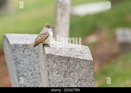 Aschekehlchen-Flaumfänger (Myiarchus cinerascens), ein seltener Besucher an der Westküste in Brooklyn, New York Stockfoto