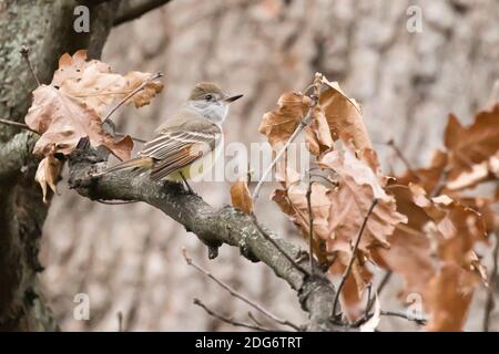 Aschekehlchen-Flaumfänger (Myiarchus cinerascens), ein seltener Besucher an der Westküste in Brooklyn, New York Stockfoto