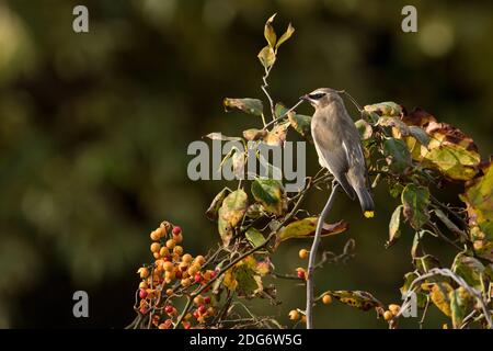 Cedar Waxwing (Bombycilla cedrorum) füttert an kletternden Bittersüßbeeren (Celastrus scandens), Long Island, New York Stockfoto