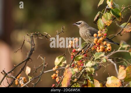 Cedar Waxwing (Bombycilla cedrorum) füttert an kletternden Bittersüßbeeren (Celastrus scandens), Long Island, New York Stockfoto