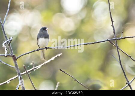 Dunkeläugiger Junco (Junco hyemalis), der auf einem Zweig in Long Island, New York, thront Stockfoto