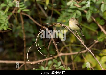 Pacific-Slope Flycatcher (Empidonax difficilis), ein seltener Besucher an der Westküste in Queens, New York Stockfoto