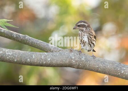 Purple Finch (Haemorhous pureus) auf einem Zweig, Long Island, New York Stockfoto