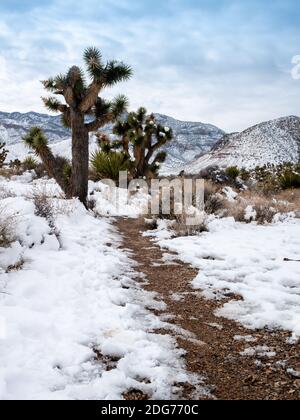 Schneebedeckter Wanderweg in der Wüste von Nevada mit Joshua-Bäumen Stockfoto
