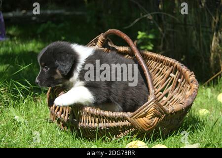 Australian Shepherd Welpe Stockfoto