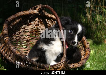 Aussie Welpe 3 Stockfoto