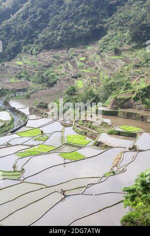 Reisterrassen rund um Banaue, Batad, Luzon Island, Philippinen. Stockfoto