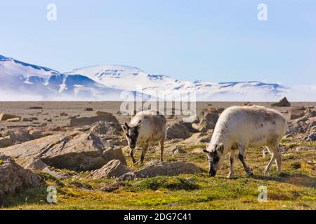 Rentier, Diabasodden, Spitzbergen, Norwegen Stockfoto