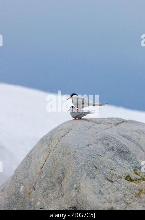 Polarseeschwalbe (Sterna paradiesaea) Paarung, Spitzbergen, Norwegen Stockfoto