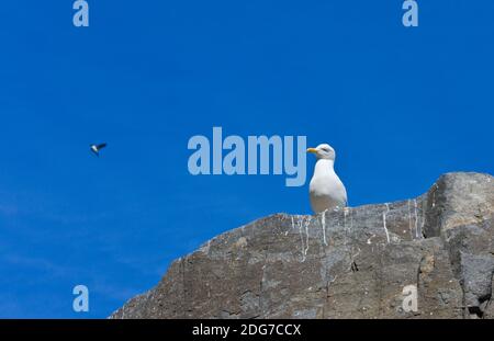 Elfenbein Gull (Pagophila Eburnea) auf Basalt Felsen, am Vogel Kolonie von Alkefjellet, Spitzbergen, Norwegen Stockfoto