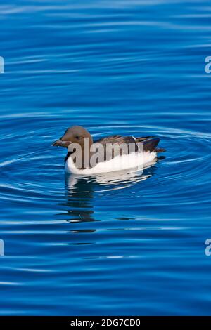 Brunnichs Guillemots im Arktischen Ozean, Alkefjellet, Spitzbergen, Norwegen Stockfoto