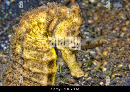 Gemeines Seepferdchen Sea Horse Indonesia - Hippocampus Stockfoto