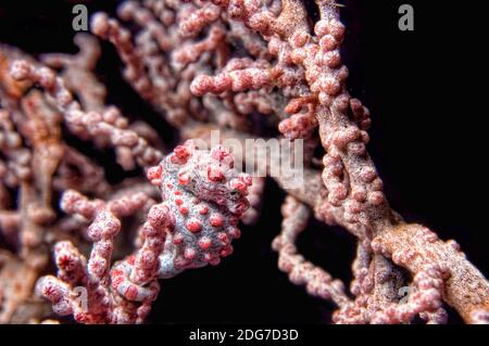 Pygmy Seahorse - Hippocampus bargibanti getarnt Stockfoto