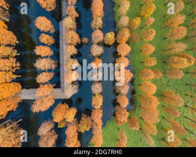 Luftaufnahme des Teiches Zypressenwald im Herbst, in China. Stockfoto