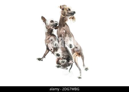 Chinesische Haubenhunde im Studio Stockfoto