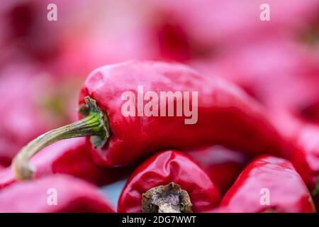 Espelette Chilis getrocknet in einem Gewächshaus im Baskenland Stockfoto
