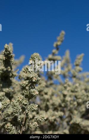 Grüne Früchte, Vierflügel-Salzbusch, Atriplex canescens, Amaranthaceae, einheimischer zweiököker Strauch, Joshua Tree National Park, South Mojave Desert, Sommer. Stockfoto